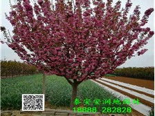 泰安市泰山區(qū)潤(rùn)地園林綠化中心銷售部 卓越的養(yǎng)護(hù)管理工程，構(gòu)筑綠色生態(tài)家園