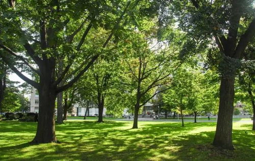 “十三五”時(shí)期我國(guó)園林綠化施工行業(yè)前景展望與分析報(bào)告