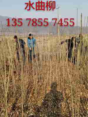 青扦營(yíng)養(yǎng)杯苗 吉林市船營(yíng)區(qū)太平苗圃的園林綠化優(yōu)選